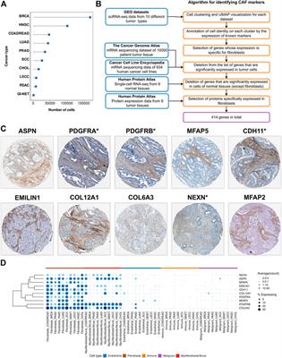 Deeper insights into transcriptional features of cancer-associated fibroblasts: An integrated meta-analysis of single-cell and bulk RNA-sequencing data